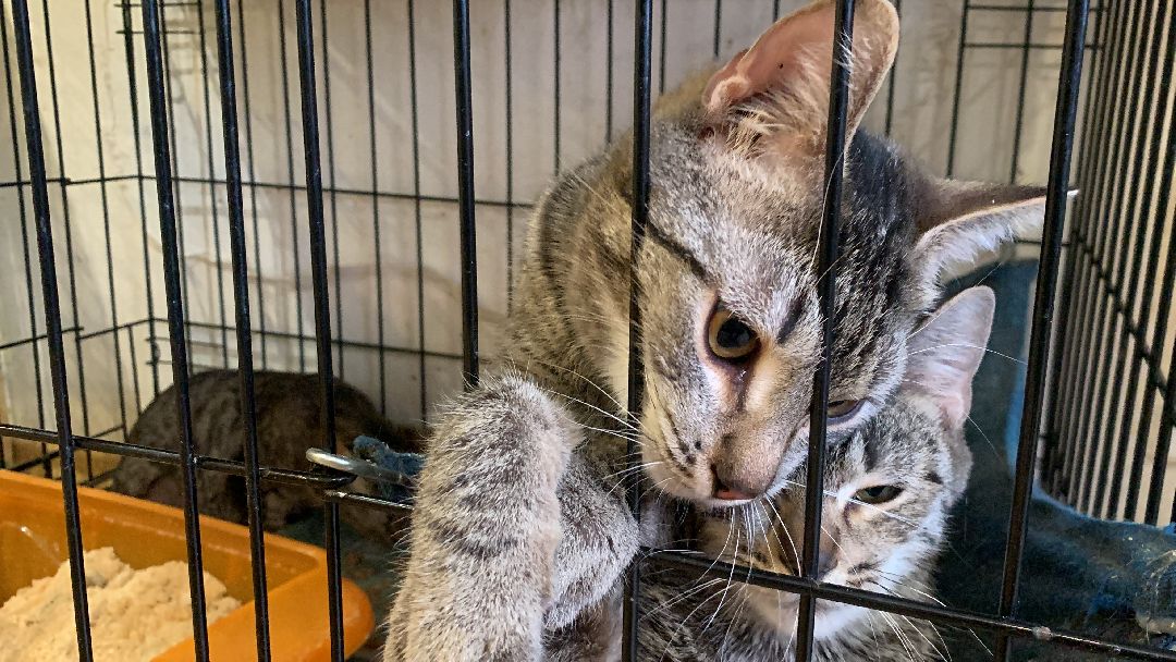 Ступино, общество