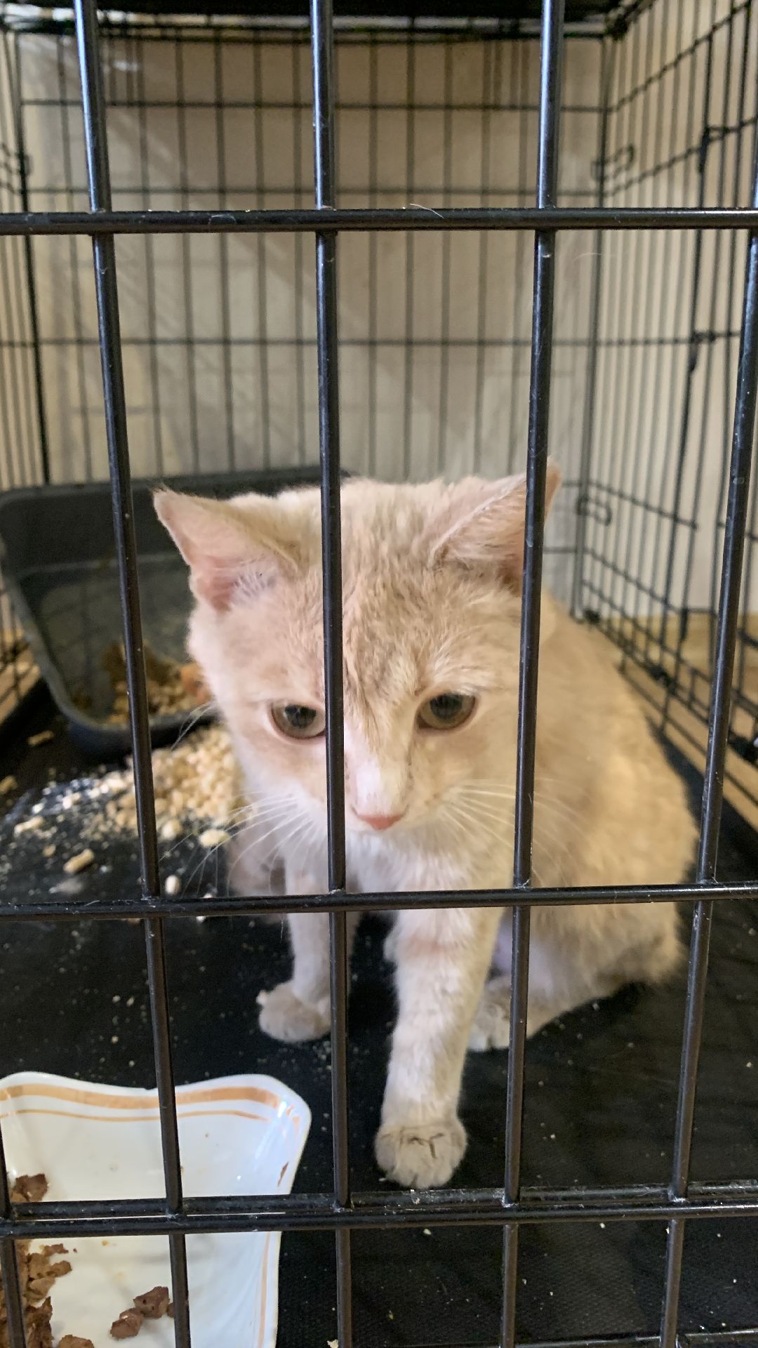 Ступино, общество