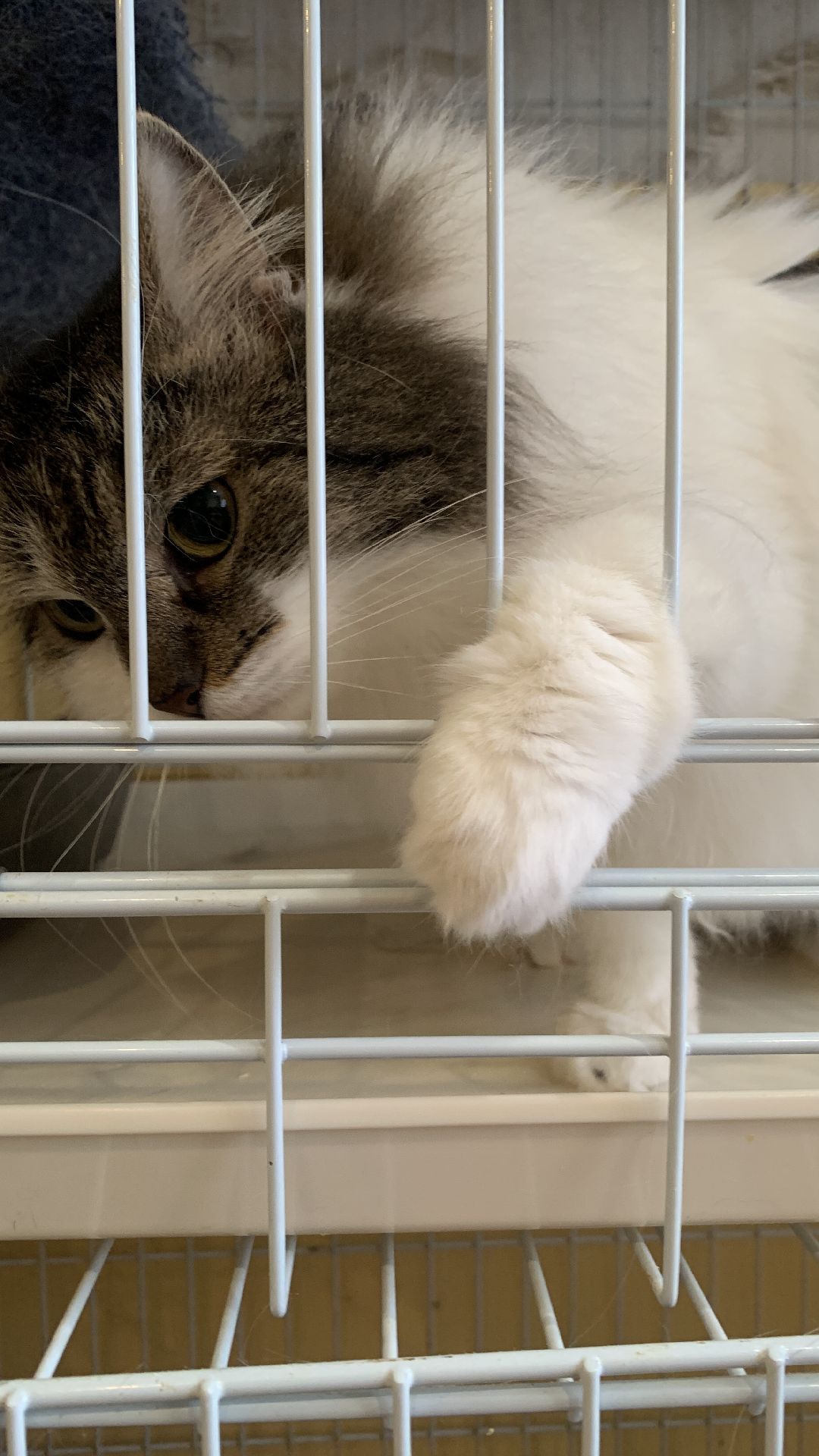 Ступино, общество