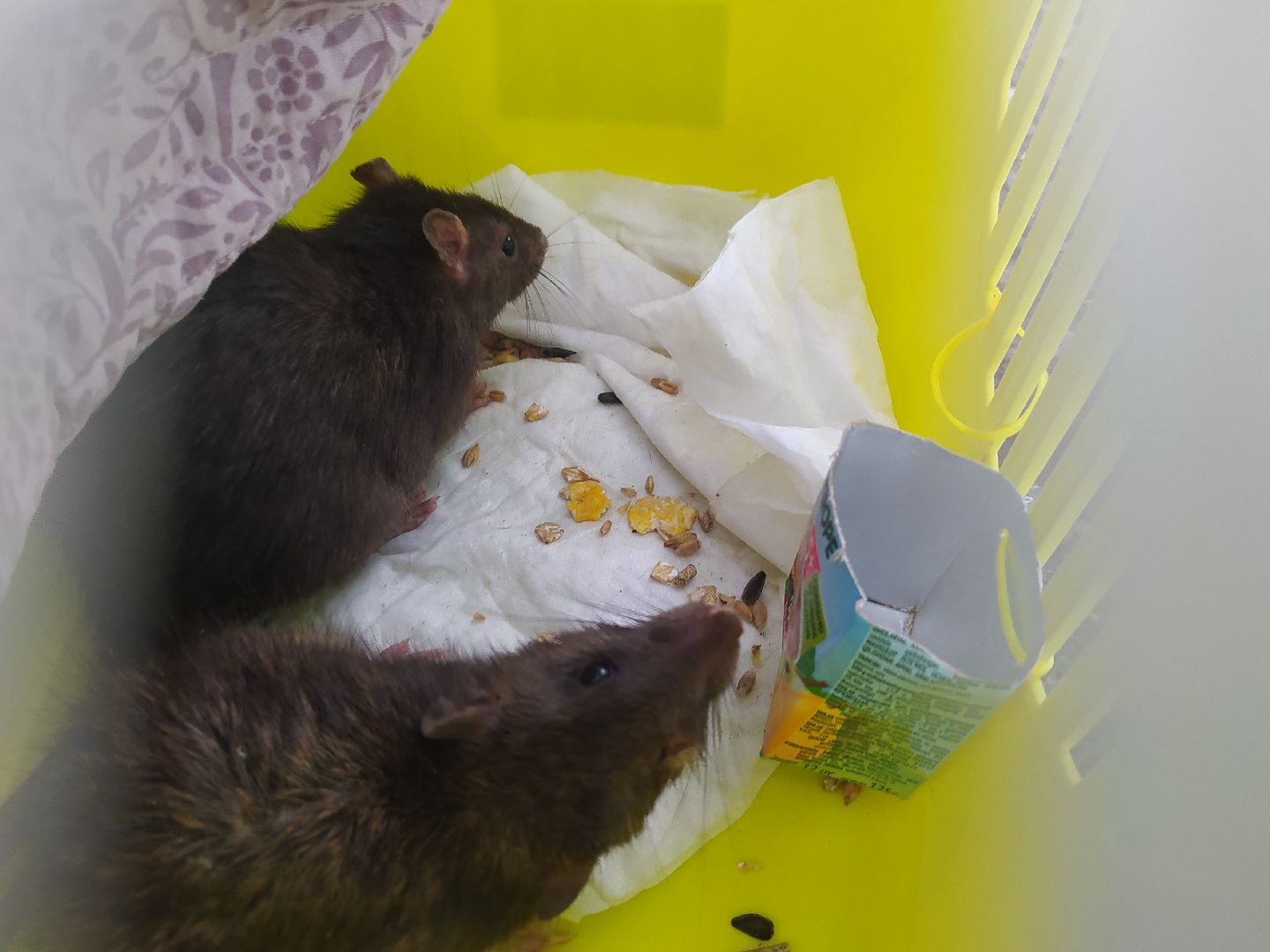 Нахабино, крысы, мусор