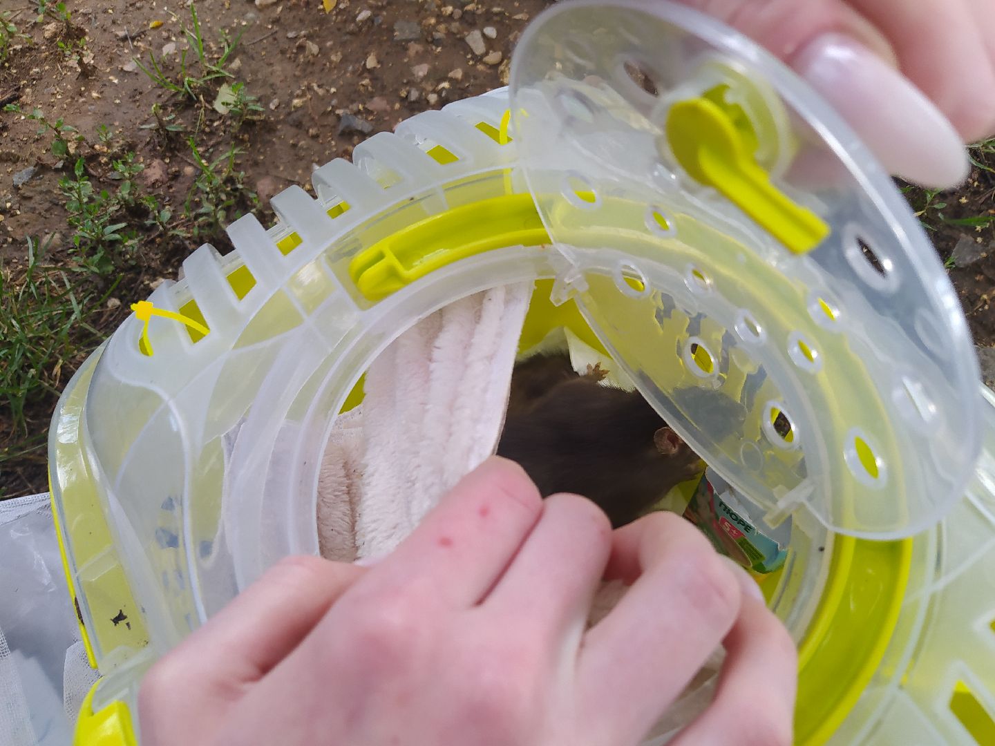 Нахабино, крысы, мусор