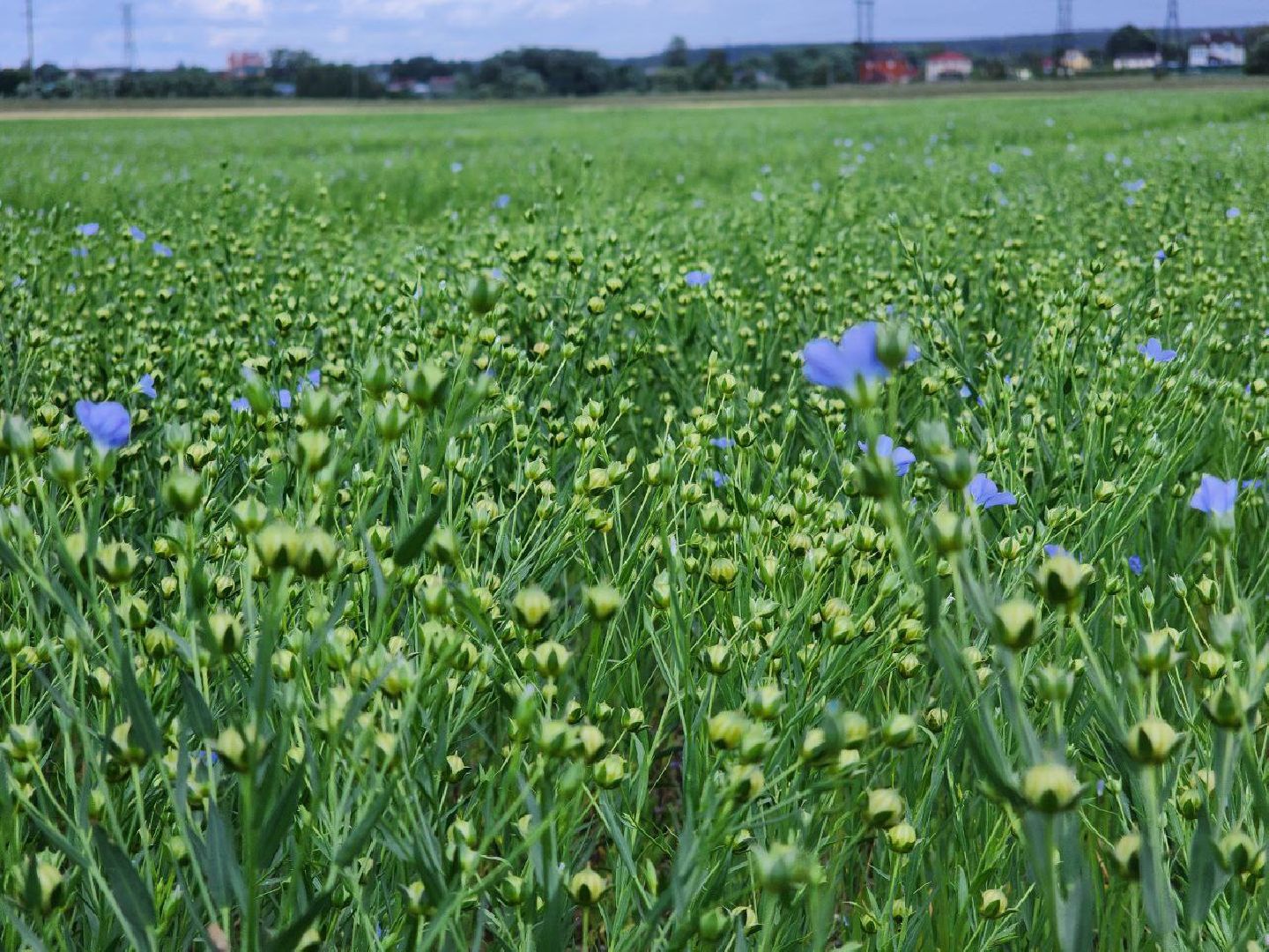 Домодедово, агрофорум, селекция, сельскохозяйственные культуры, сельскохозяйственная отрасль, научные исследования