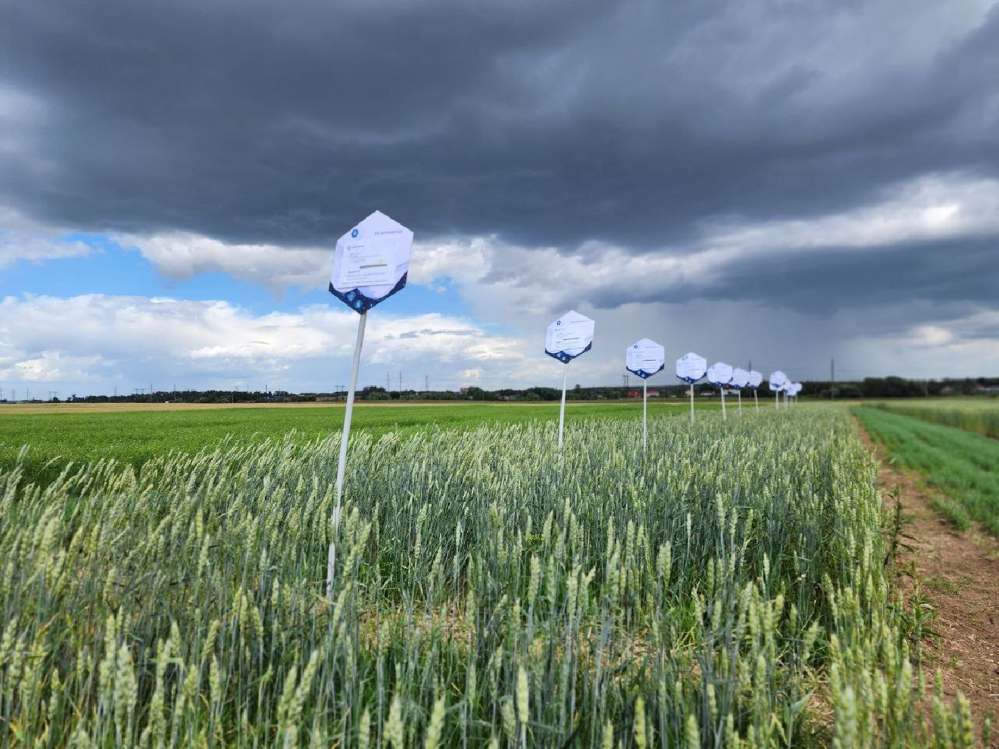 Домодедово, агрофорум, селекция, сельскохозяйственные культуры, сельскохозяйственная отрасль, научные исследования