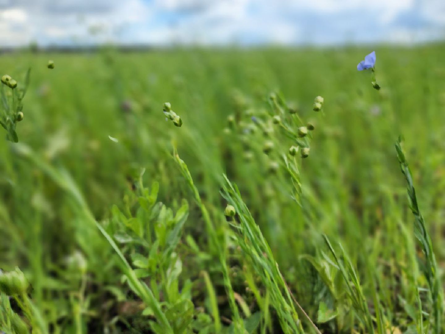 Домодедово, агрофорум, селекция, сельскохозяйственные культуры, сельскохозяйственная отрасль, научные исследования