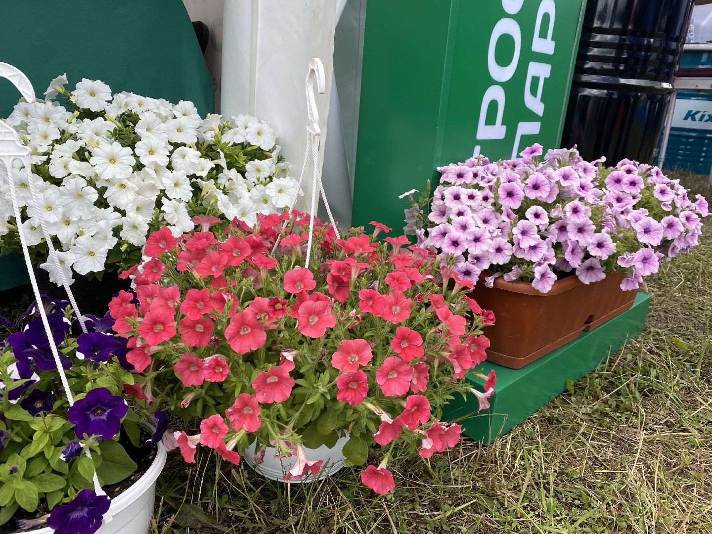 Домодедово, агрофорум, селекция, сельскохозяйственные культуры, сельскохозяйственная отрасль, научные исследования