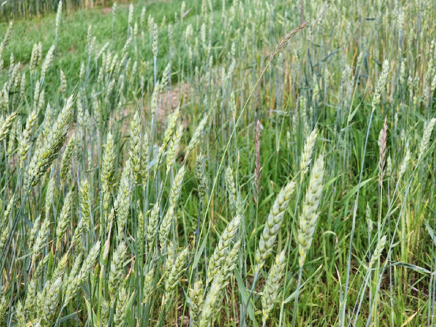 Домодедово, агрофорум, селекция, сельскохозяйственные культуры, сельскохозяйственная отрасль, научные исследования