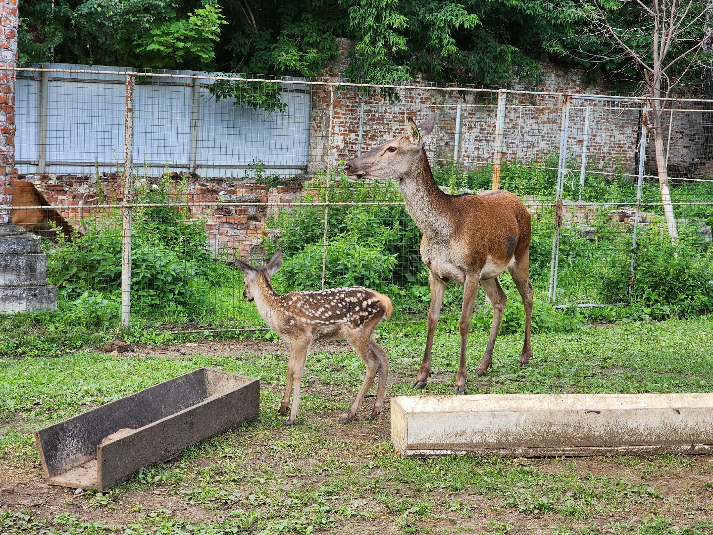 Николо-Угрешский монастырь, олененок, контактный зоопарк