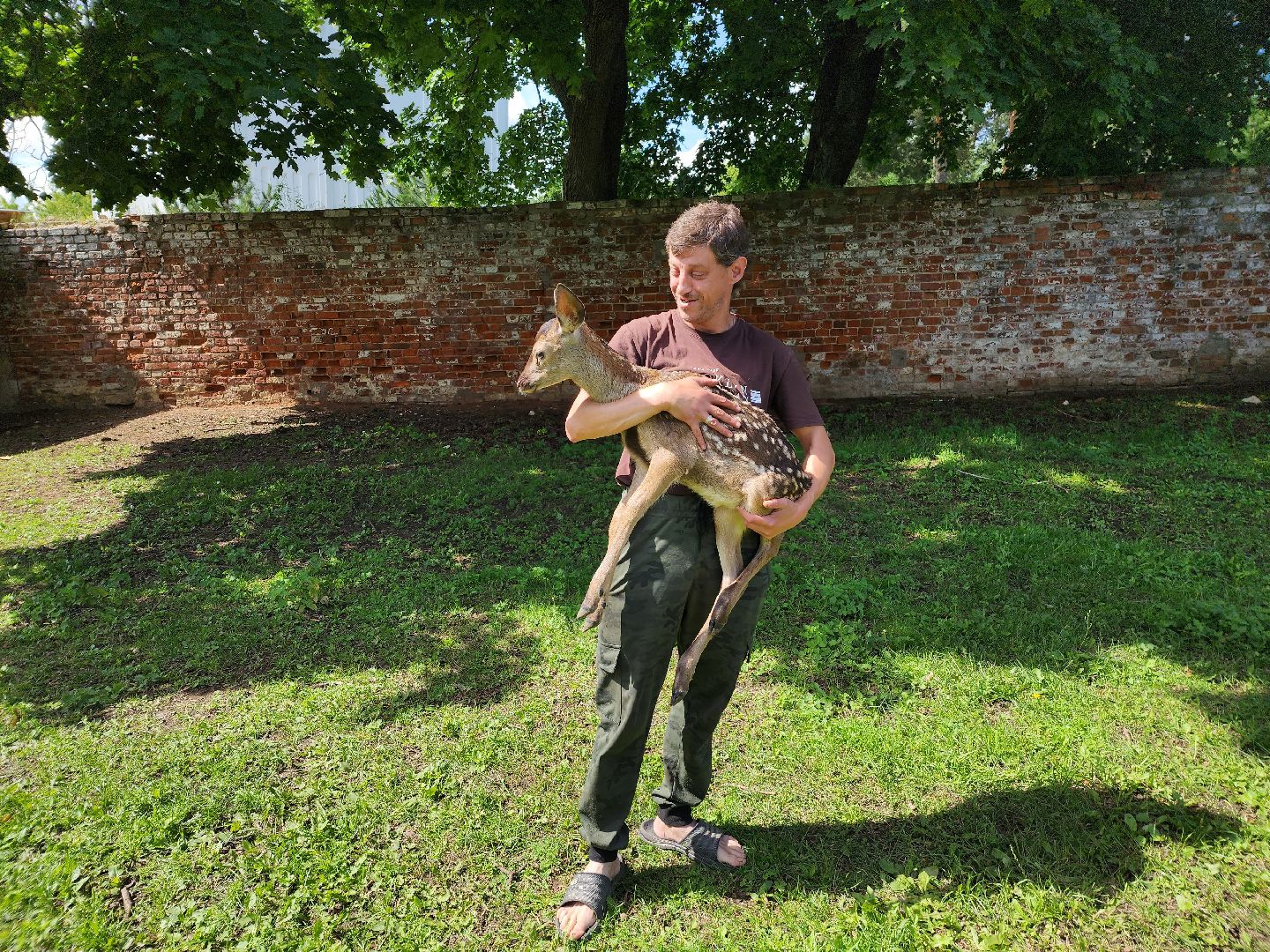 Николо-Угрешский монастырь, олененок, контактный зоопарк