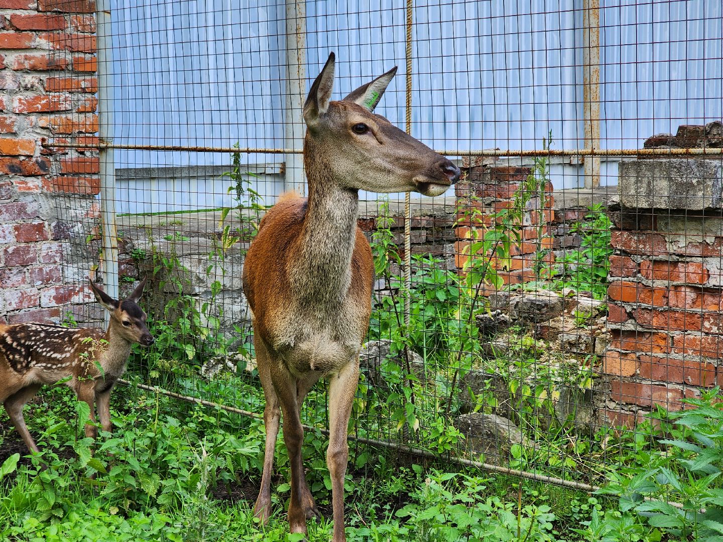 Николо-Угрешский монастырь, олененок, контактный зоопарк