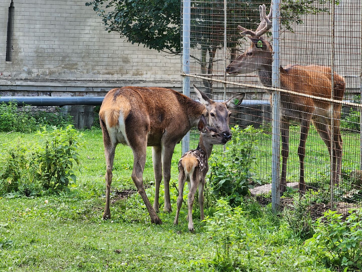 Николо-Угрешский монастырь, олененок, контактный зоопарк