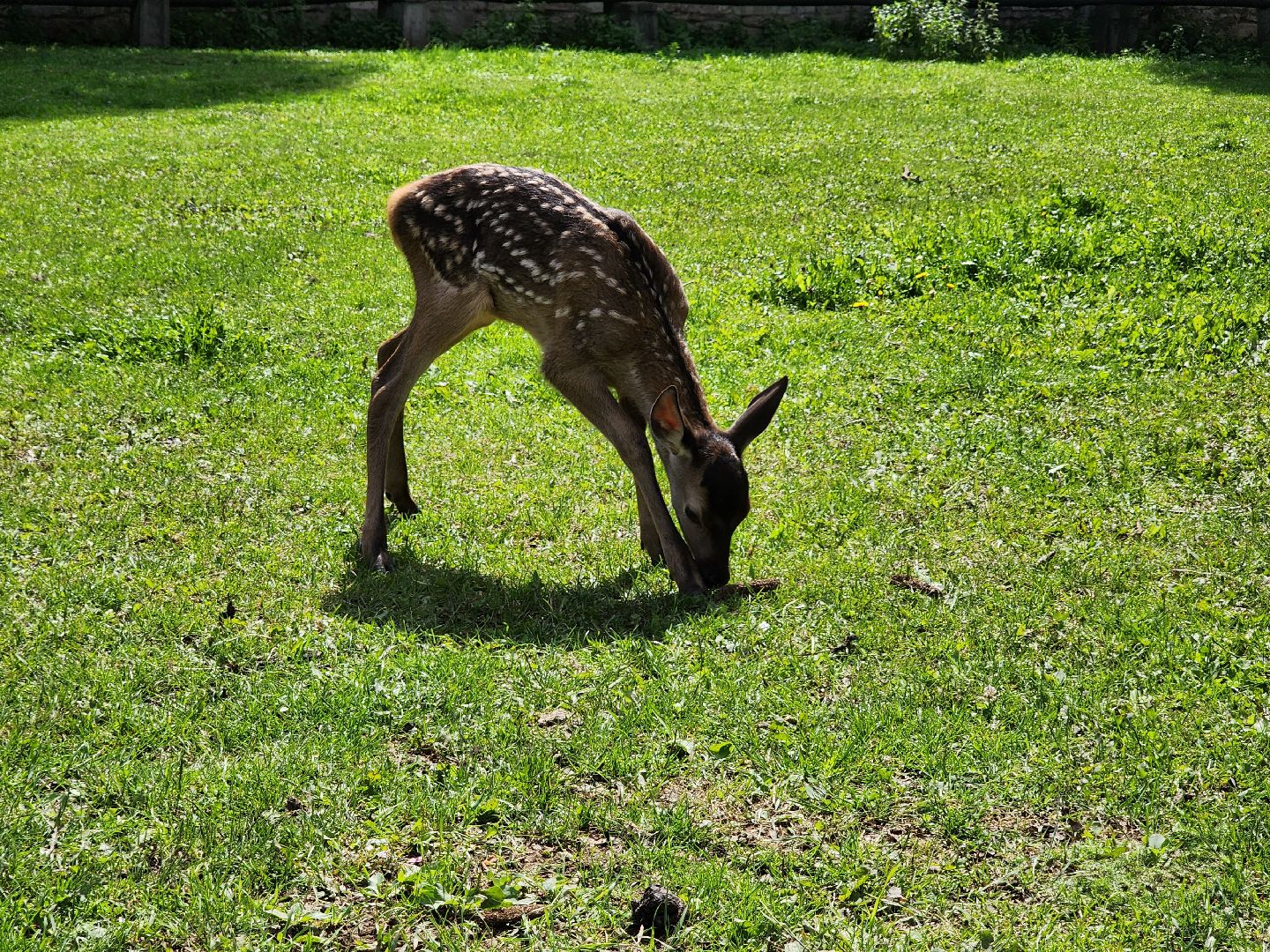 Николо-Угрешский монастырь, олененок, контактный зоопарк