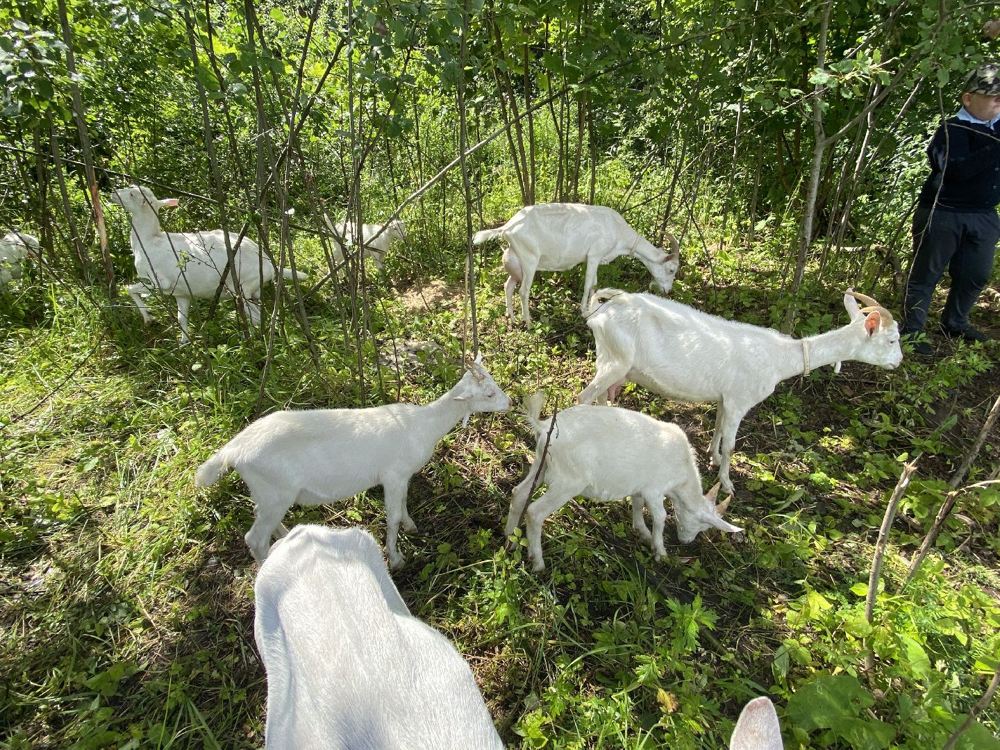 фермеры, козы