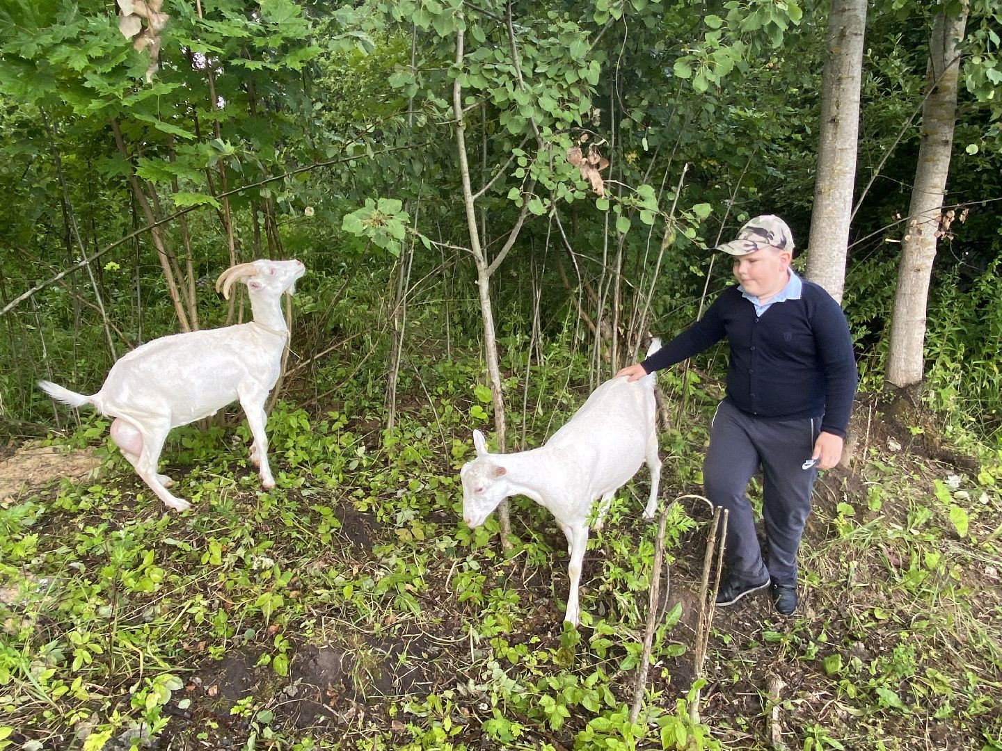 фермеры, козы