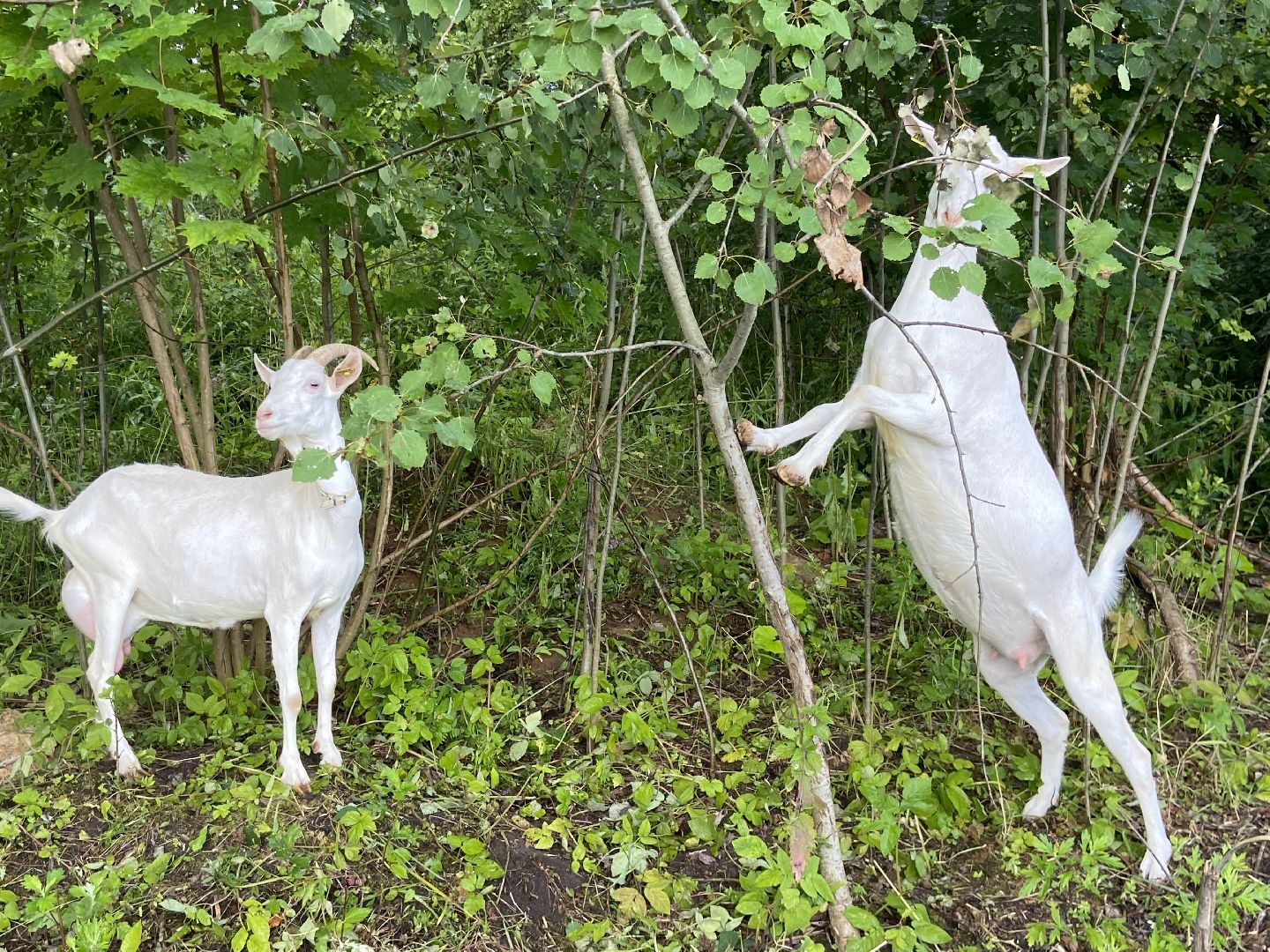 фермеры, козы