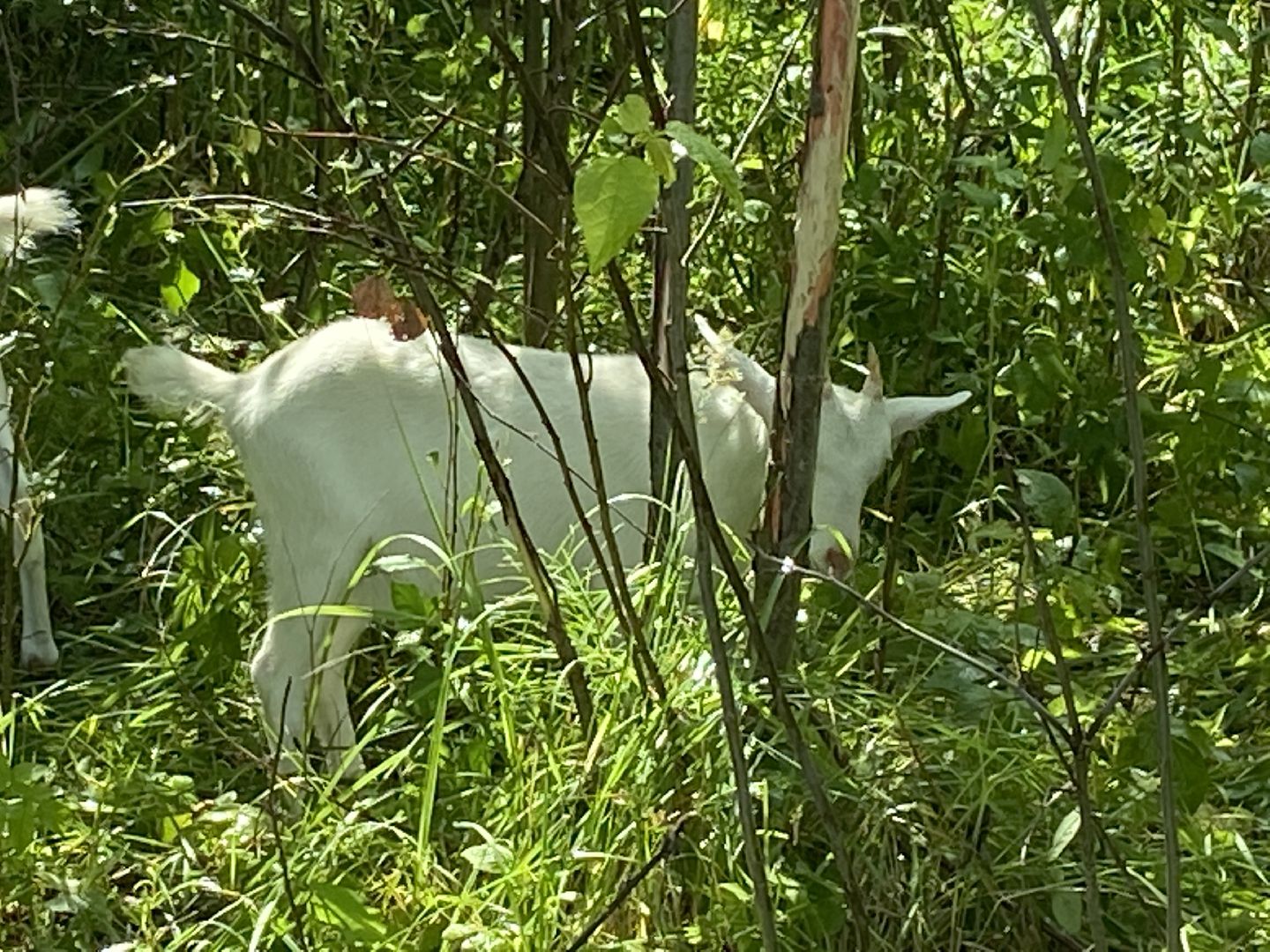 фермеры, козы