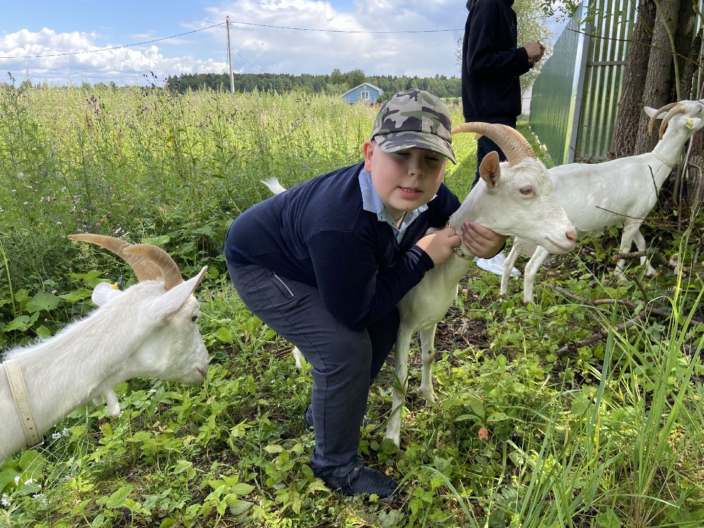 фермеры, козы