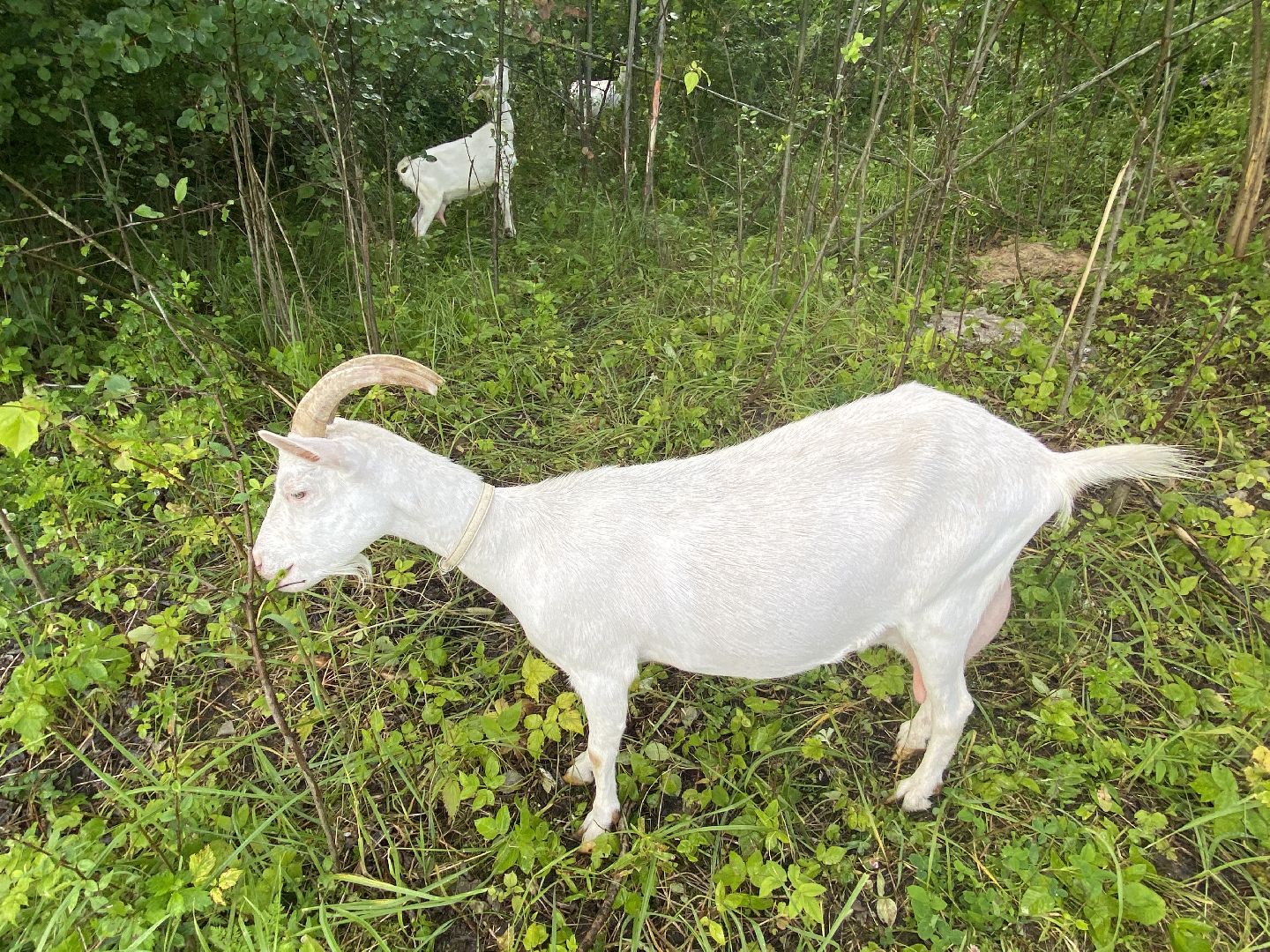 фермеры, козы