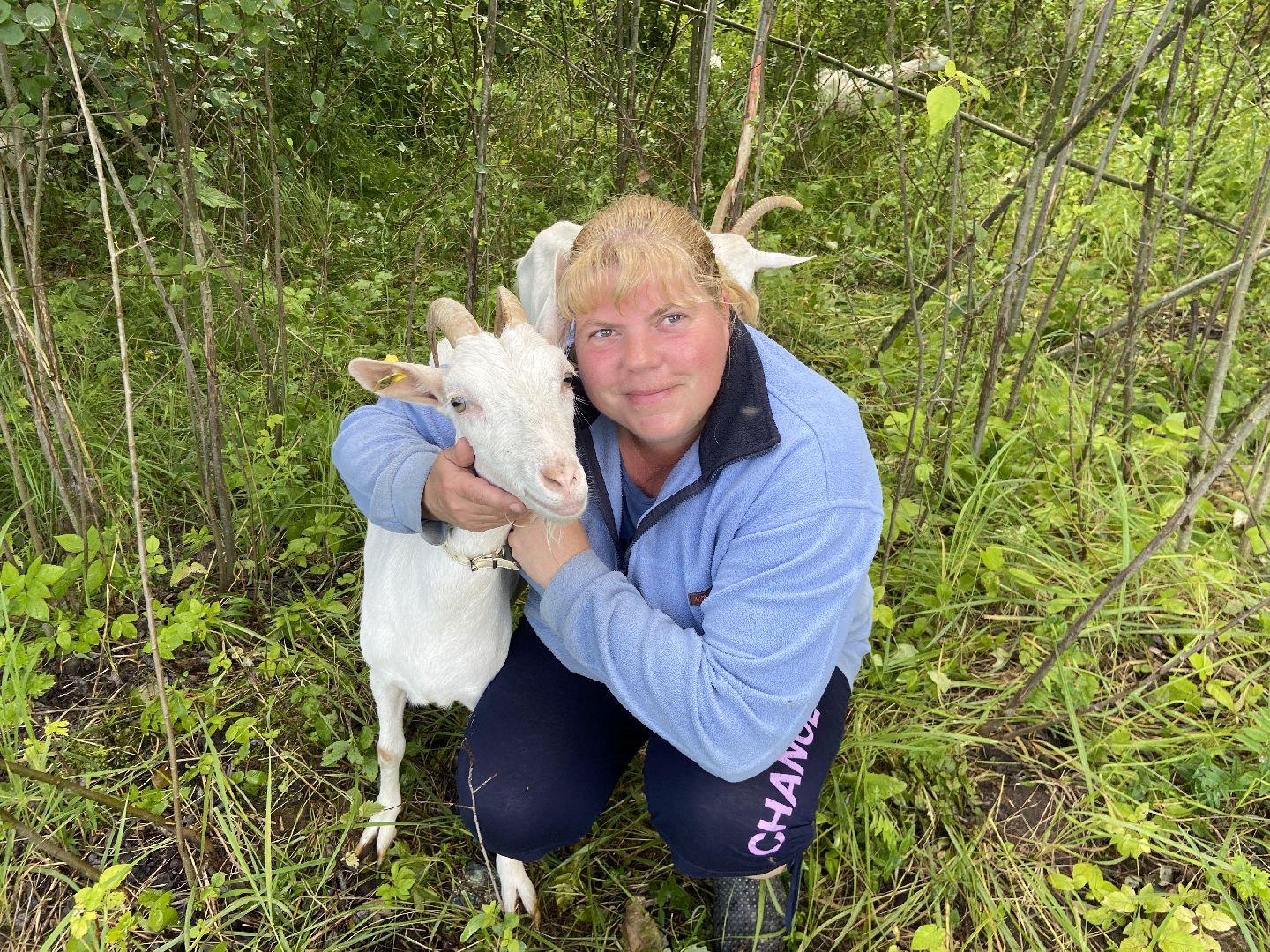 фермеры, козы