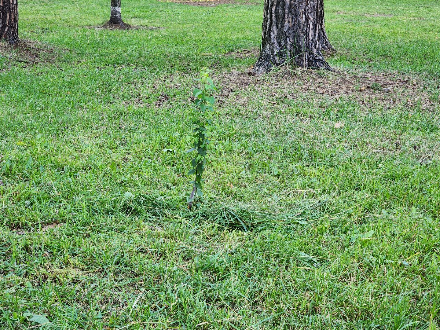 Кузьминский лесопарк, Парковый ответ, сливовые саженцы, Котельники