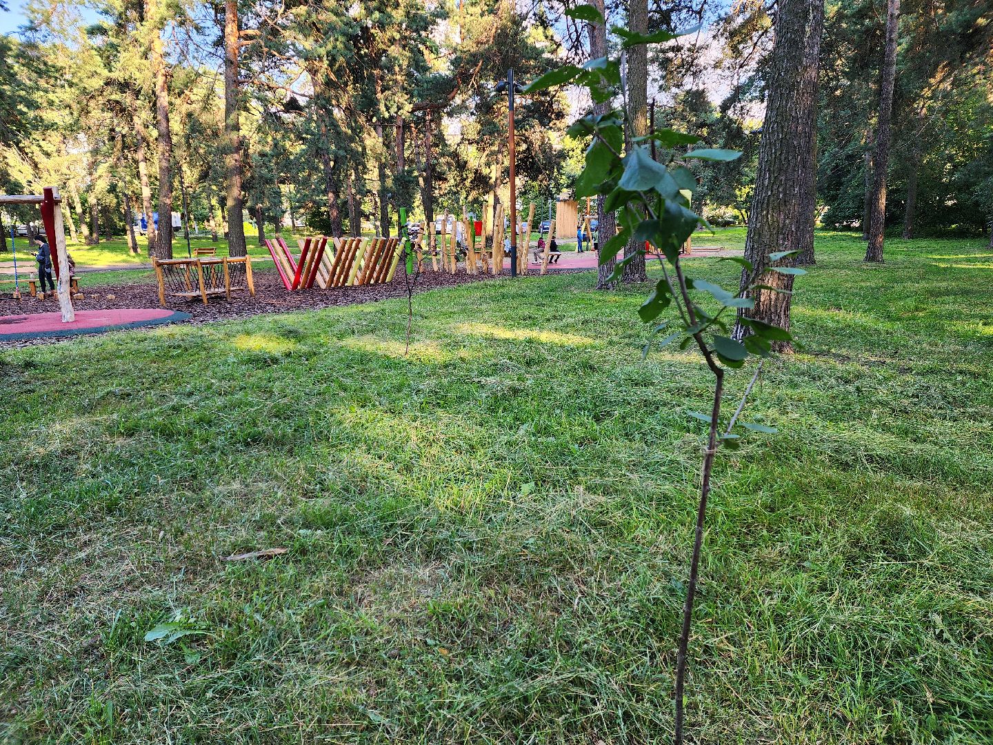 Кузьминский лесопарк, Парковый ответ, сливовые саженцы, Котельники