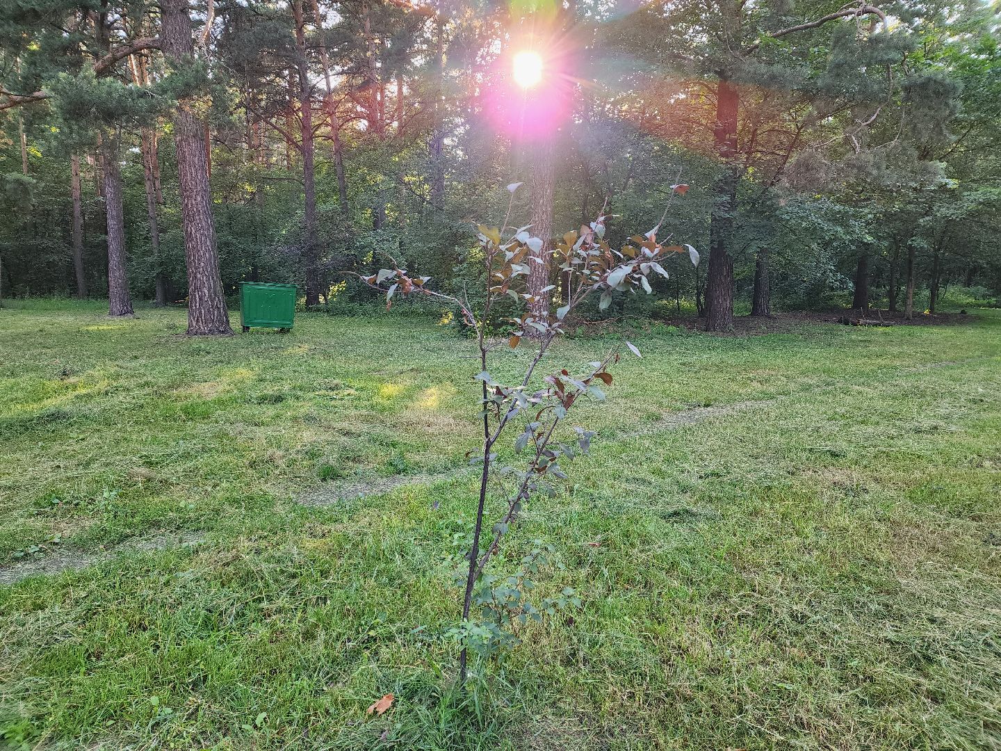 Кузьминский лесопарк, Парковый ответ, сливовые саженцы, Котельники