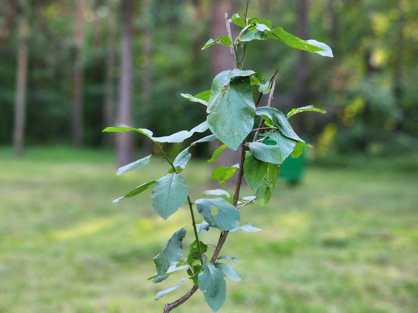 Кузьминский лесопарк, Парковый ответ, сливовые саженцы, Котельники