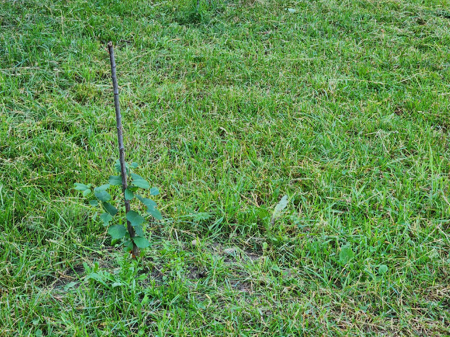 Кузьминский лесопарк, Парковый ответ, сливовые саженцы, Котельники