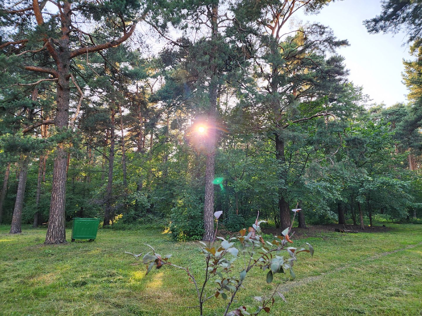 Кузьминский лесопарк, Парковый ответ, сливовые саженцы, Котельники