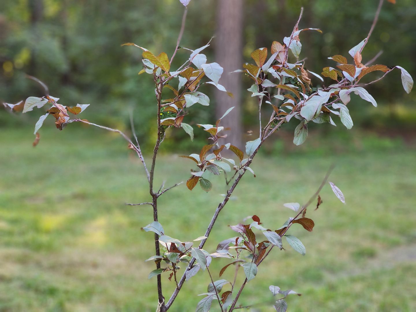 Кузьминский лесопарк, Парковый ответ, сливовые саженцы, Котельники
