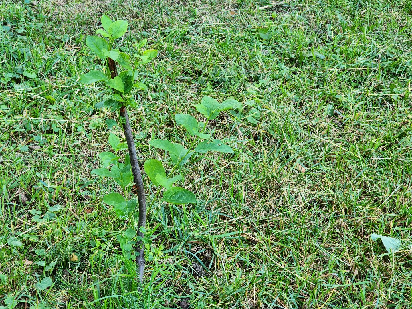 Кузьминский лесопарк, Парковый ответ, сливовые саженцы, Котельники