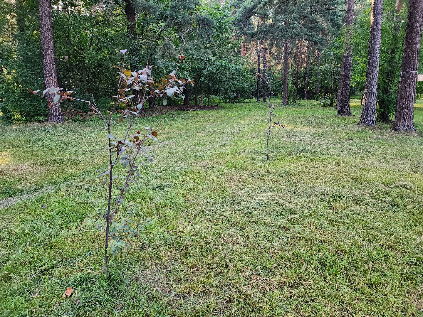 Кузьминский лесопарк, Парковый ответ, сливовые саженцы, Котельники