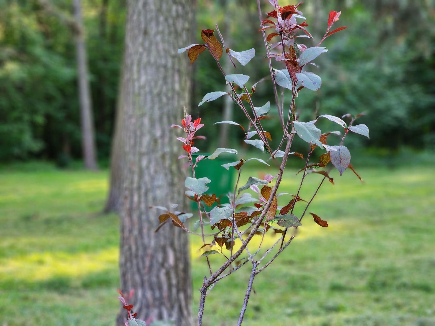 Кузьминский лесопарк, Парковый ответ, сливовые саженцы, Котельники