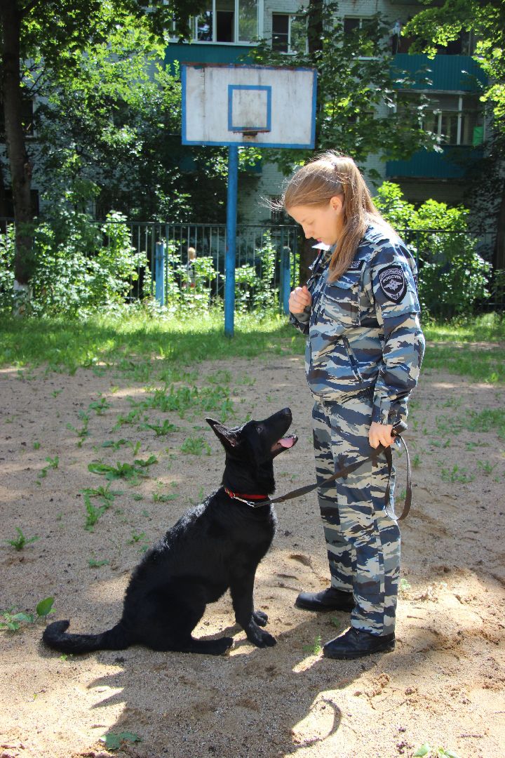 Лобня, собака, кинолог