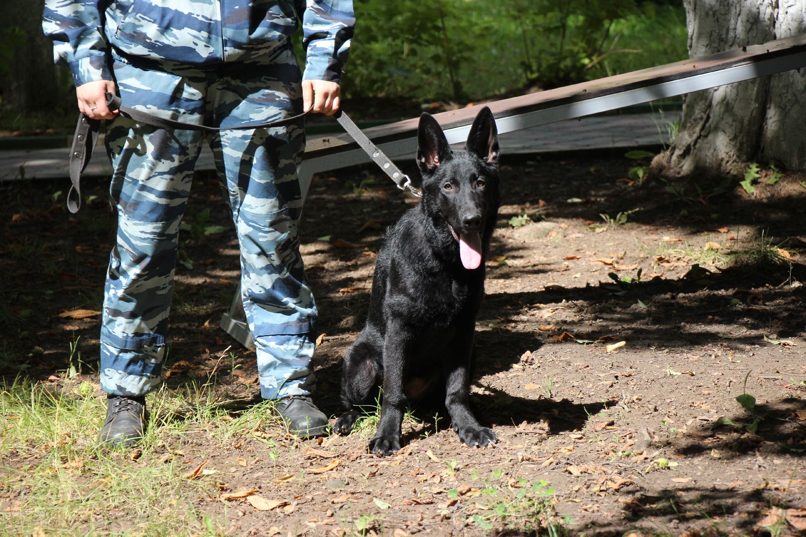 Лобня, собака, кинолог