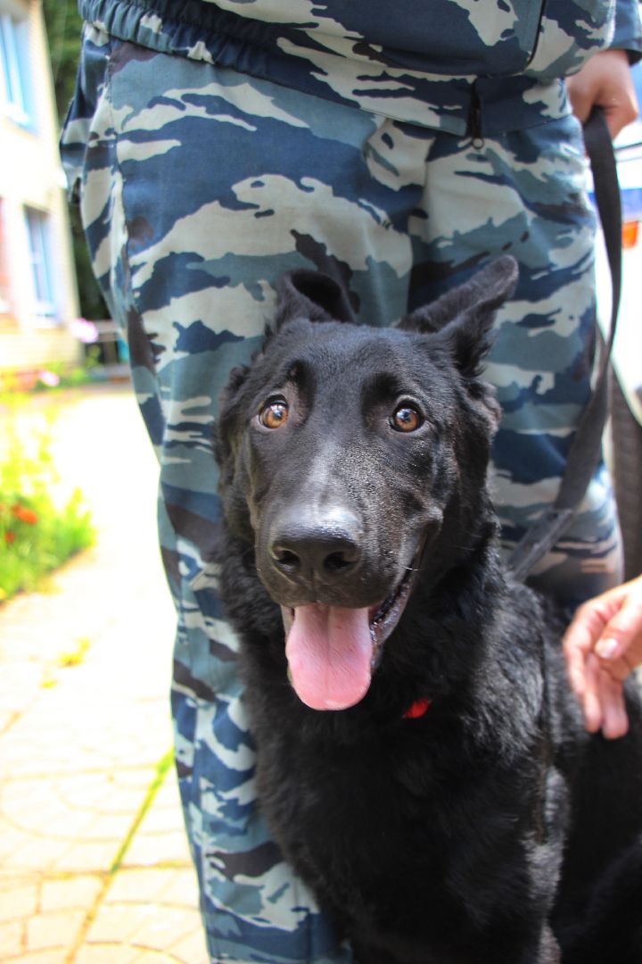 Лобня, собака, кинолог