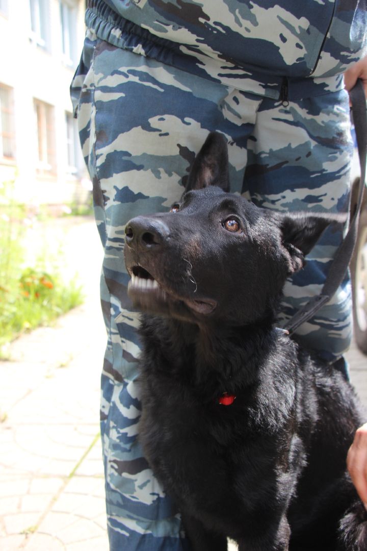 Лобня, собака, кинолог