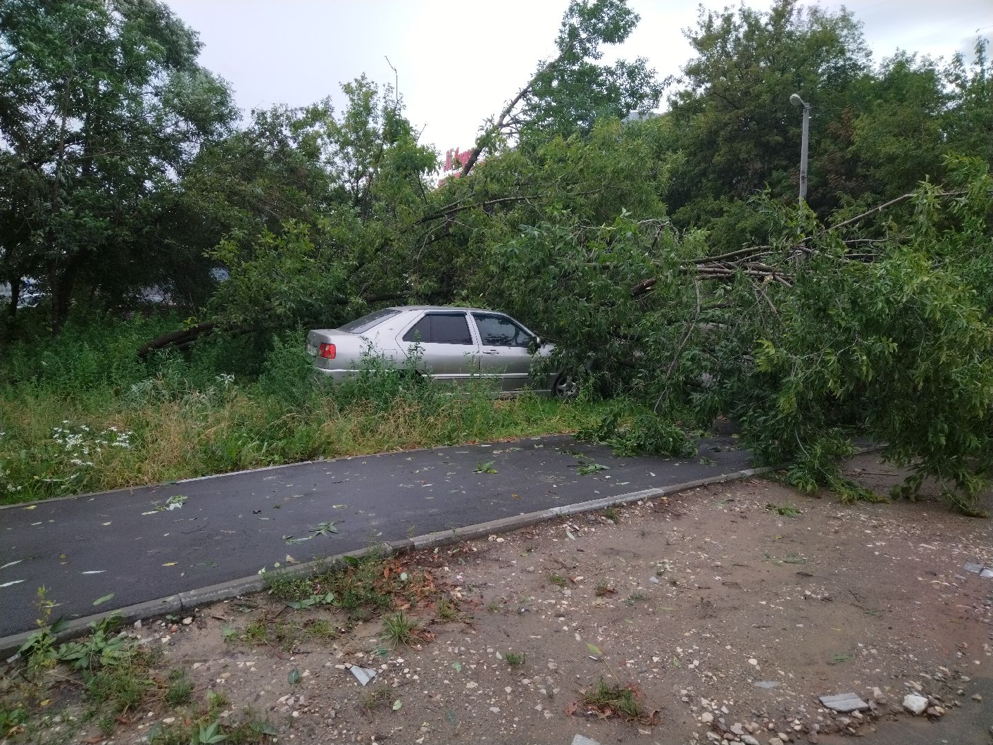 ЖКХ, Мытищи, непогода, дерево на машине