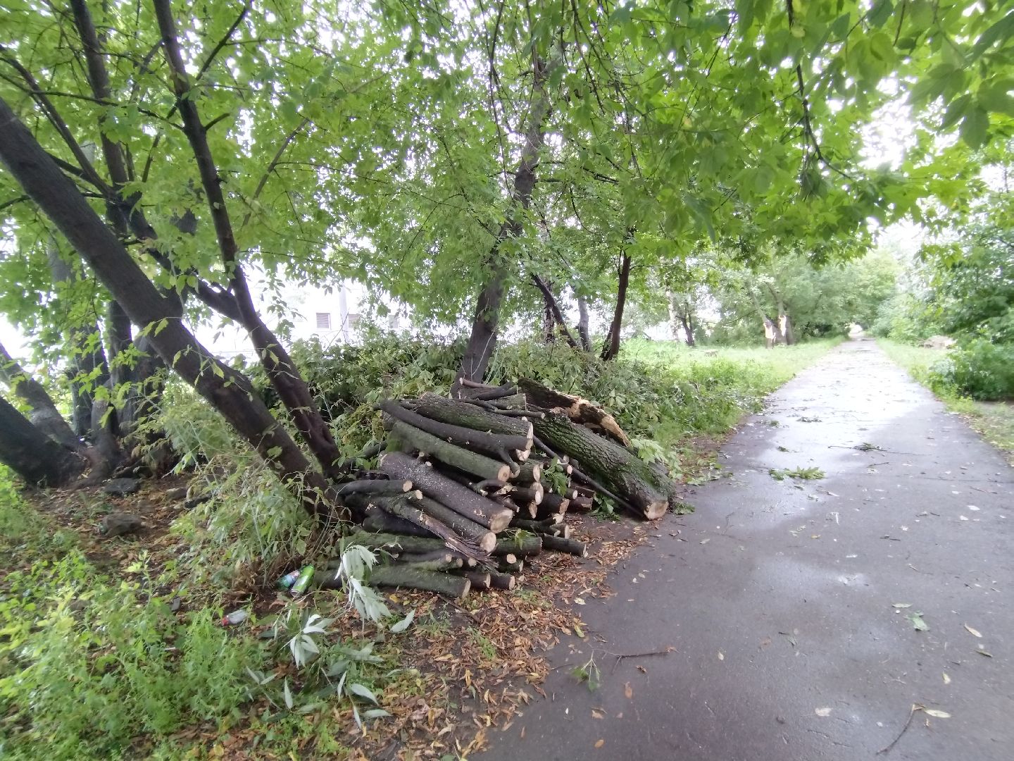 ЖКХ, Мытищи, непогода, дерево на машине