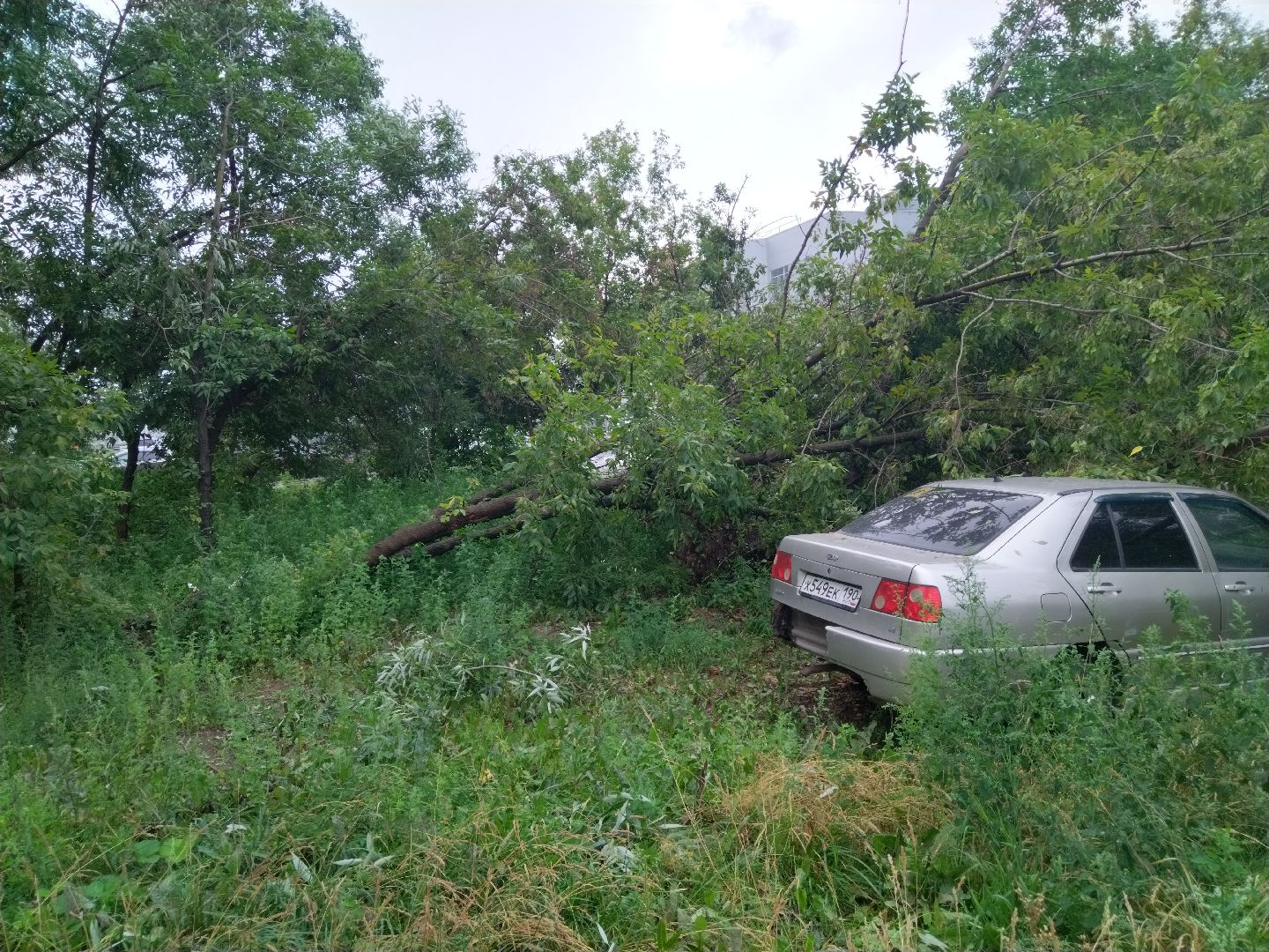 ЖКХ, Мытищи, непогода, дерево на машине