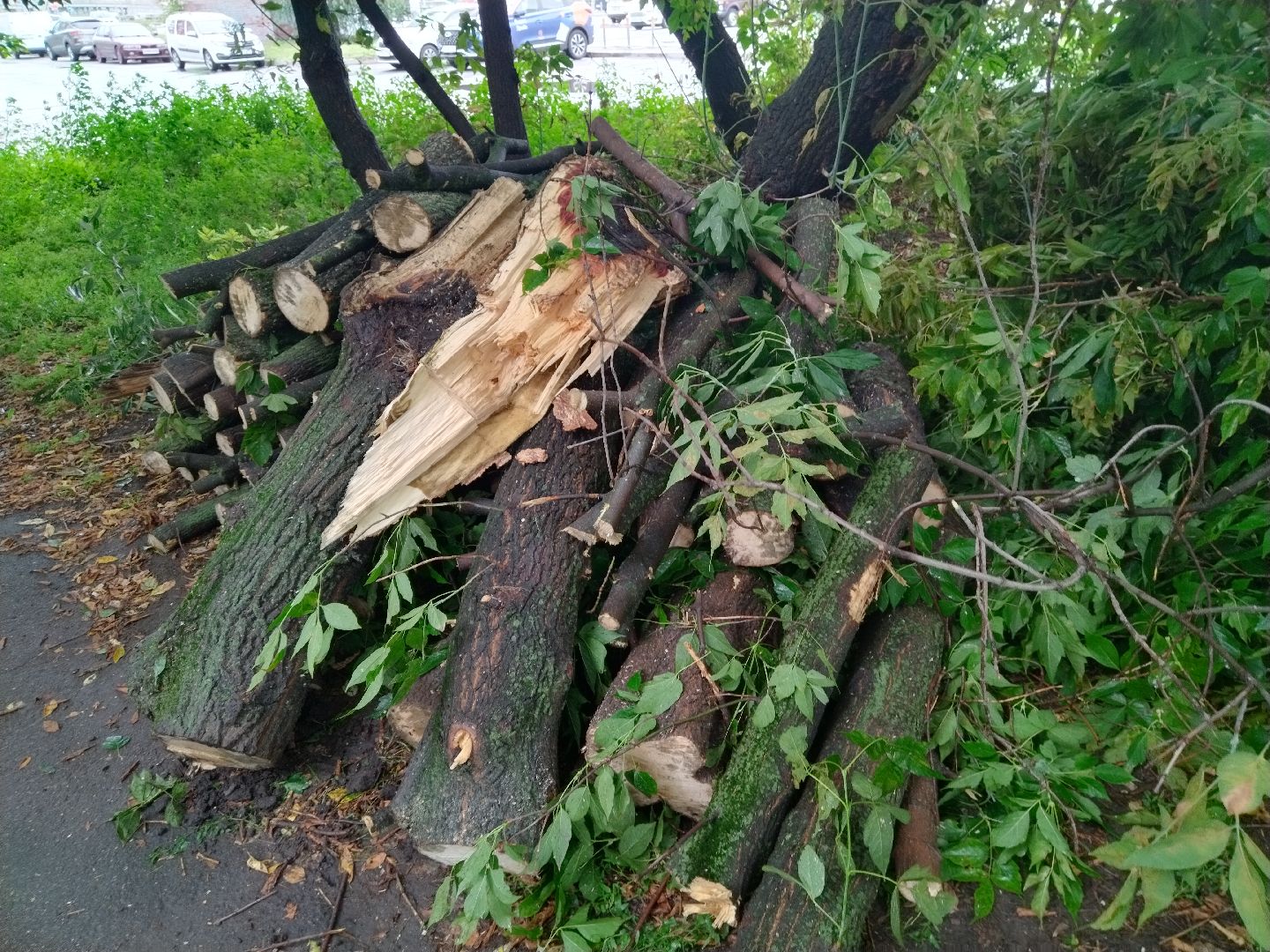 ЖКХ, Мытищи, непогода, дерево на машине