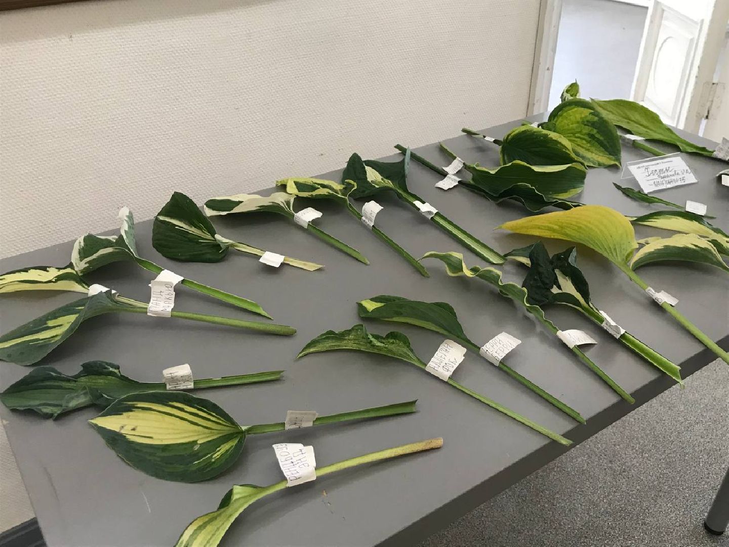 Коломна, общество, сельское хозяйство