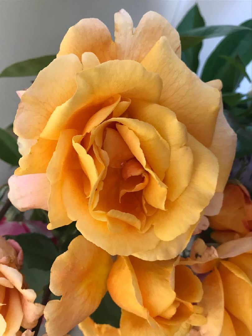 Коломна, общество, сельское хозяйство