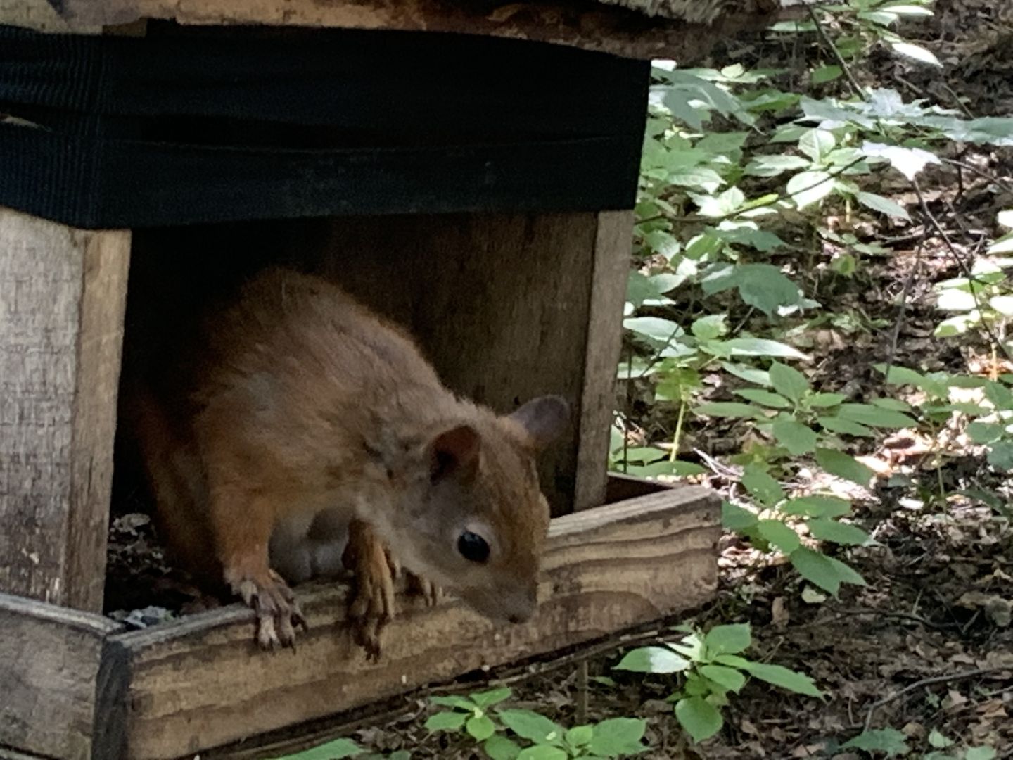 Белка обыкновенная, природа, экология, лес, парк, лето в подмосковье,