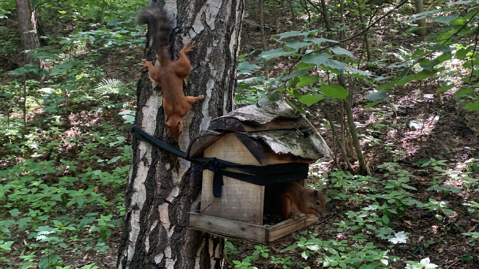Белка обыкновенная, природа, экология, лес, парк, лето в подмосковье,