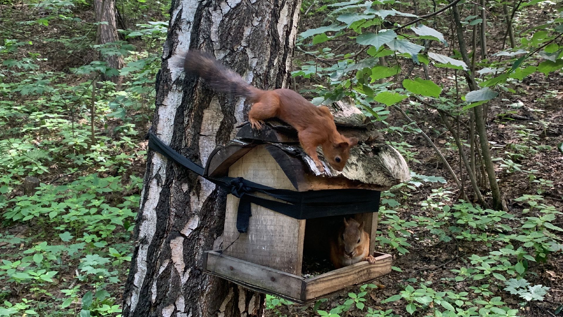 Белка обыкновенная, природа, экология, лес, парк, лето в подмосковье,