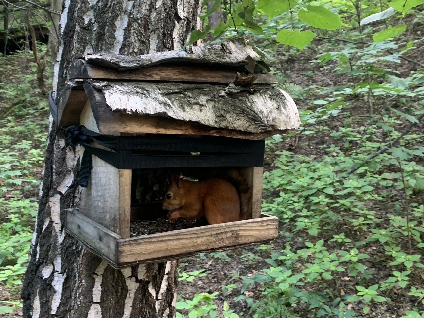 Белка обыкновенная, природа, экология, лес, парк, лето в подмосковье,