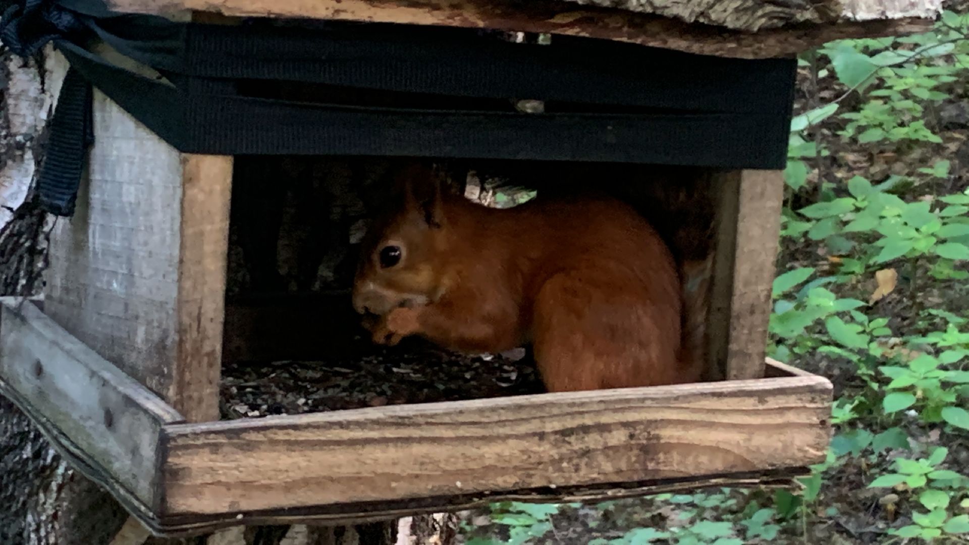 Белка обыкновенная, природа, экология, лес, парк, лето в подмосковье,