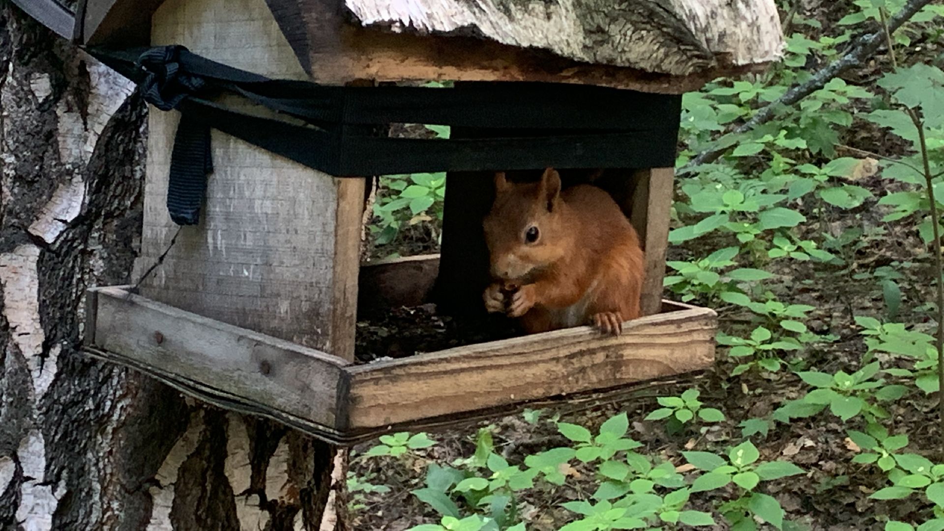 Белка обыкновенная, природа, экология, лес, парк, лето в подмосковье,