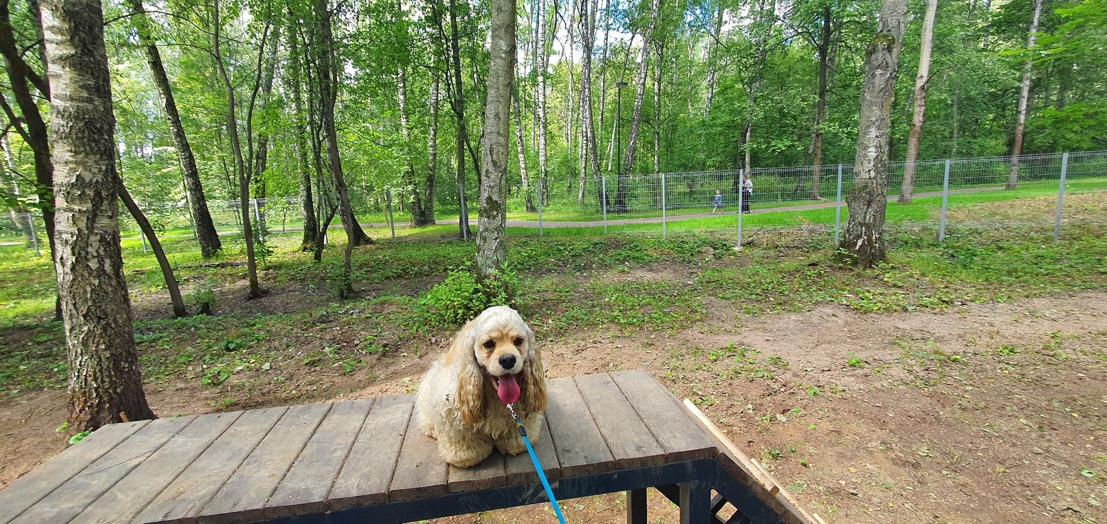 Парк Взлёт, фотовыставка собак, Домодедово