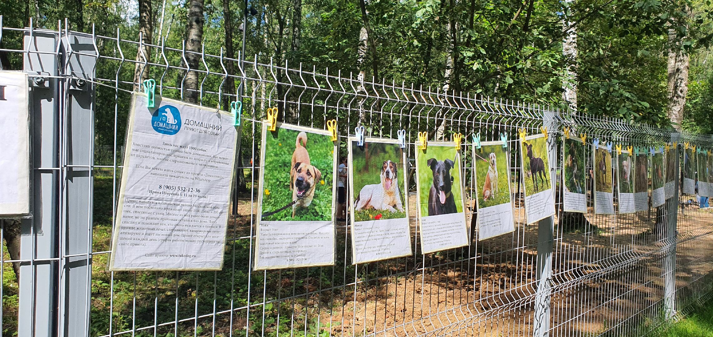 Парк Взлёт, фотовыставка собак, Домодедово